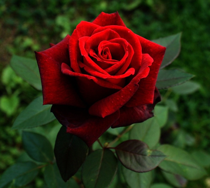 Rosa - ¿Qué dice tu flor favorita sobre ti?