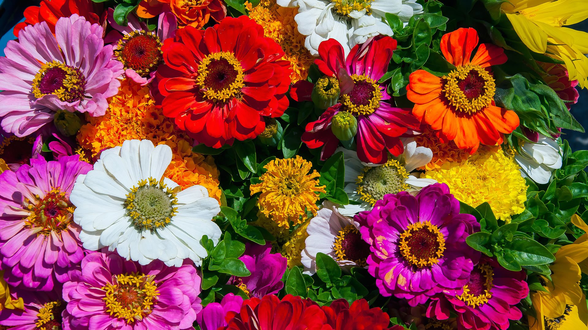 ¿Qué dice tu flor favorita sobre ti? – personalidad según las flores