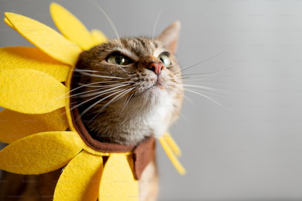 Los gatos pueden comer semillas de girasol