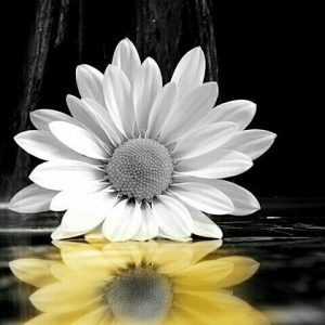 girasol blanco leyenda de amor